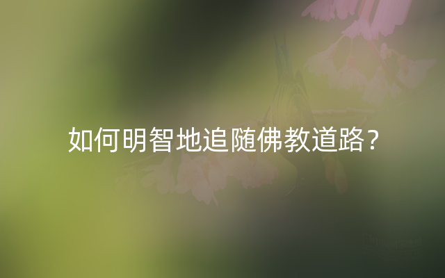 如何明智地追随佛教道路？
