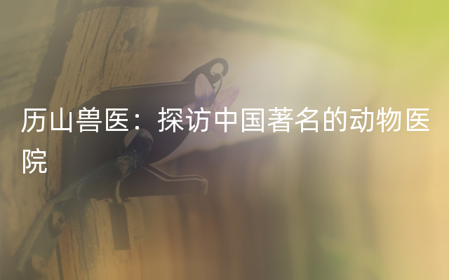 历山兽医：探访中国著名的动物医院