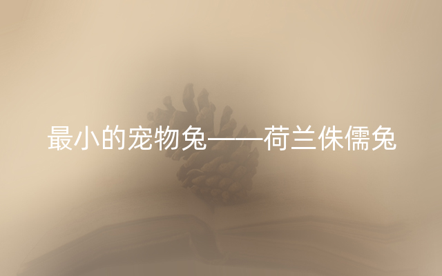 最小的宠物兔——荷兰侏儒兔