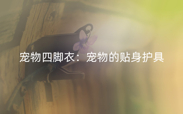 宠物四脚衣：宠物的贴身护具