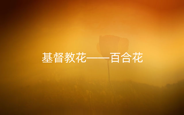 基督教花——百合花